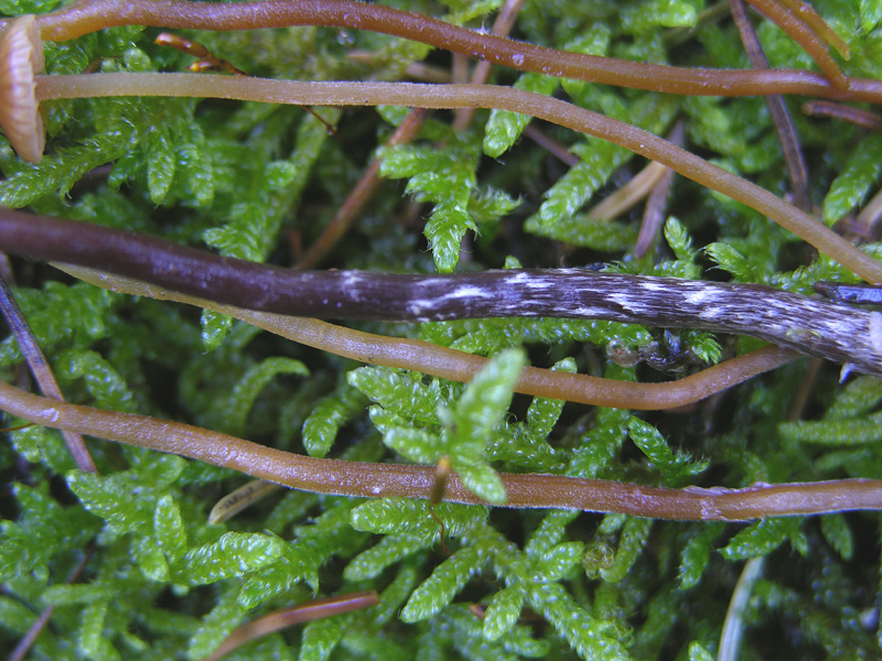 Galerina da determinare n0044(2007).